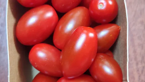 Tomaten spass