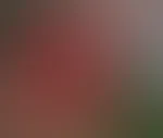 Das kleine rote
