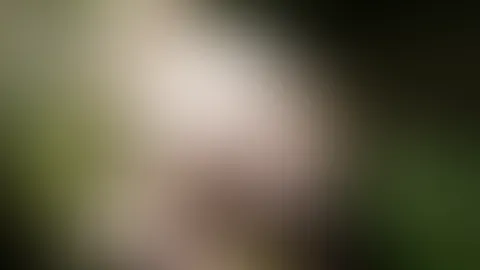 kommst du mit mir in den wald