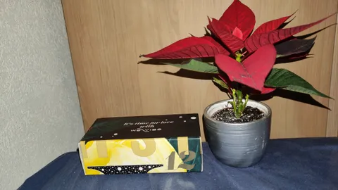12. Dezember