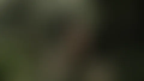 🌿🌱🍃