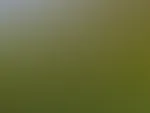 Ich im gelben Feld