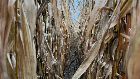 Feucht im Maisfeld 🌽