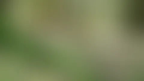 Natursekt im Wald