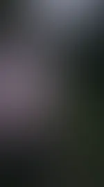 Waldspaziergang Teil 3, aufgespreizt