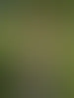 đż Luna, die kleine Waldfee