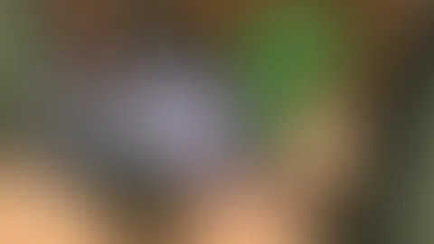 HAT MEIN NACHBAR MICH GESEHEN??